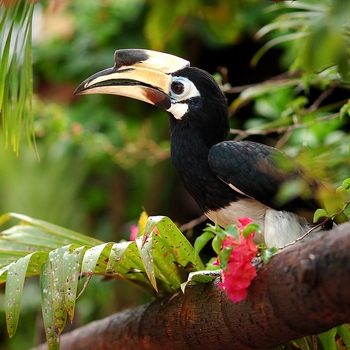 Тропические звуки